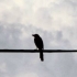 Bird on the Wire